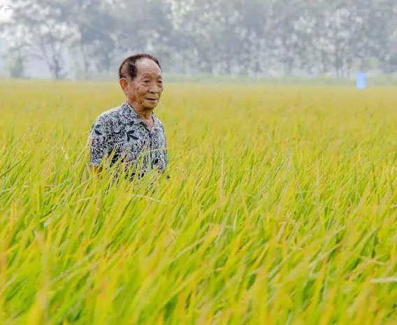 禾下乘凉追梦去 稻香四海惠苍生