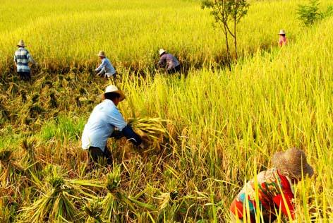 防止耕地“非粮化”——守住国家粮食安全生命线